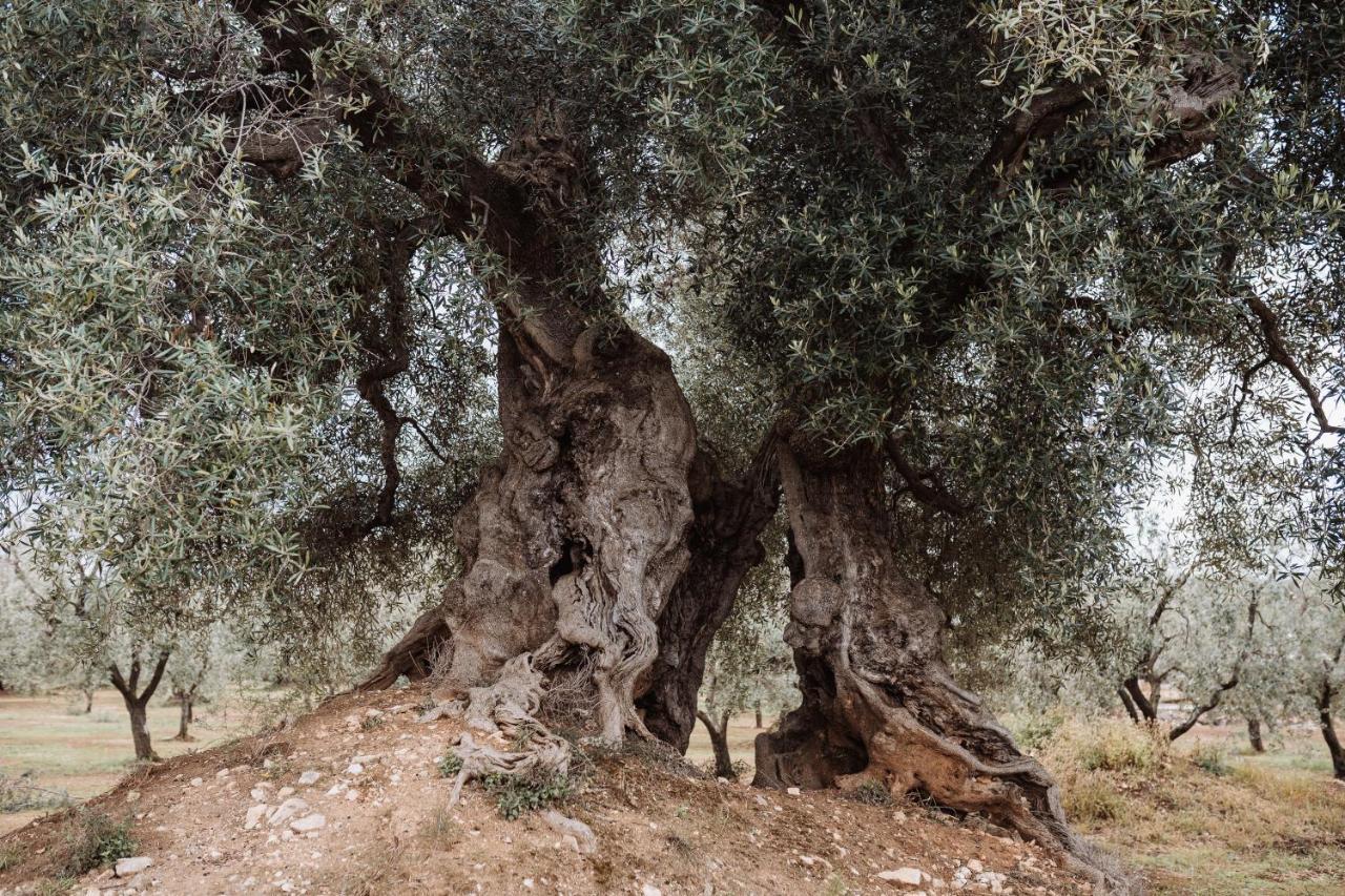 Masseria Casamassima Agriturismo Villa Ostuni Eksteriør billede