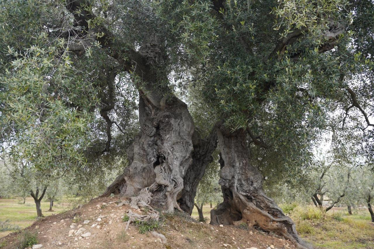 Masseria Casamassima Agriturismo Ostuni Eksteriør billede