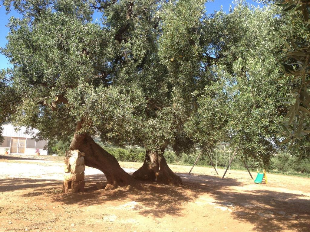 Masseria Casamassima Agriturismo Ostuni Eksteriør billede