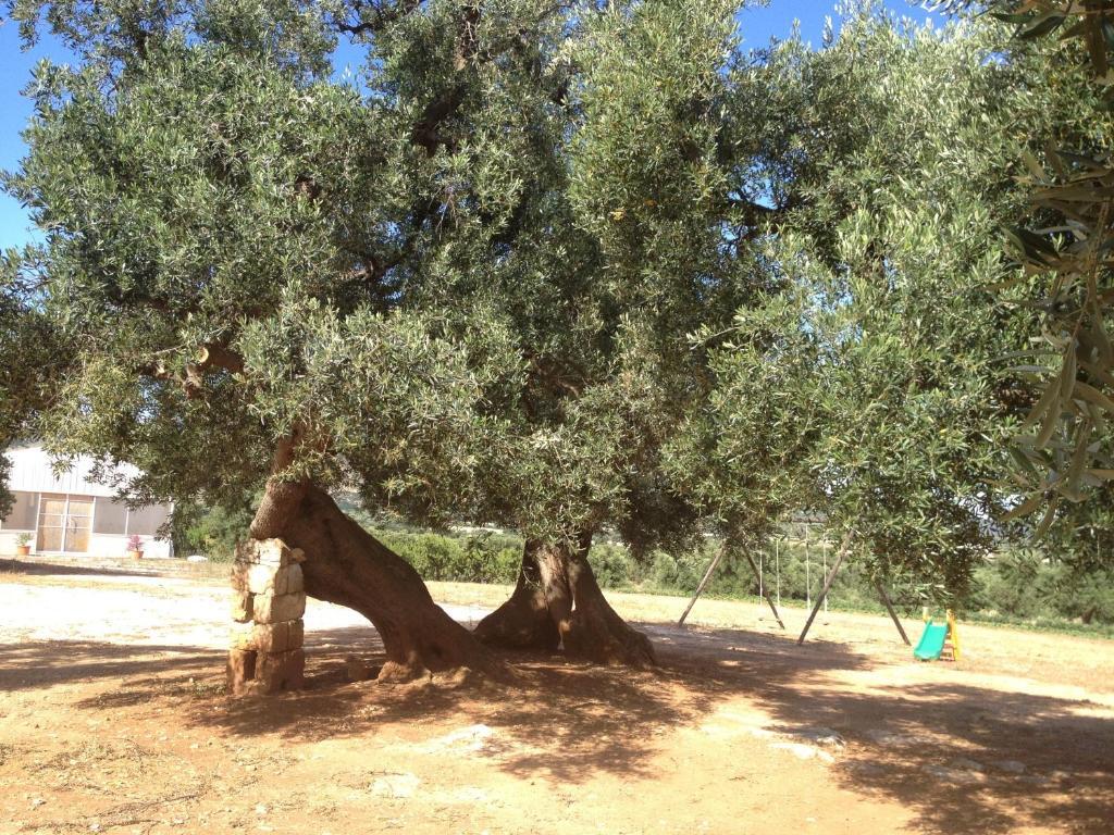 Masseria Casamassima Agriturismo Villa Ostuni Eksteriør billede